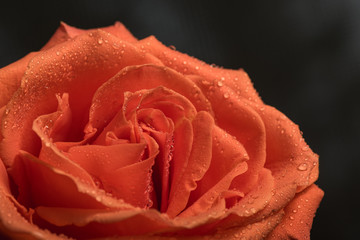 Coral rose with water droplets close up macro