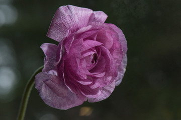 Pink rannunculus with dark background