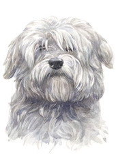 Water colour painting of Coton du Tulear white dog  045