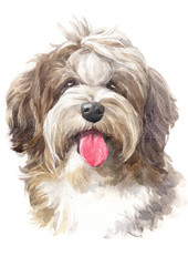 Naklejka na ściany i meble Water colour painting, dog shape, shaggy Havanese 046