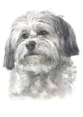 Water colour painting, long-haired dog, white - gray fur, Havanese breed  050