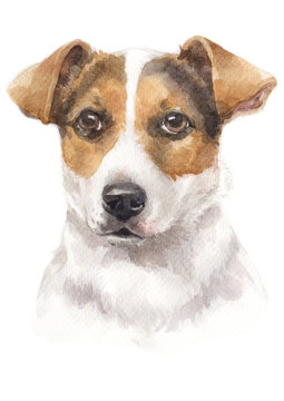 Water colour painting of Jack Russell Terrier 048