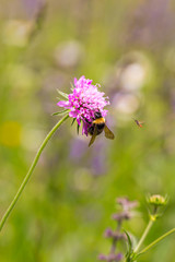 bumble bee on scabiosa blossom with blurred bokeh background; pesticide free biodiversity save the bees concept 