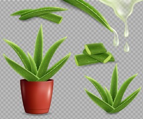 Aloe vera medicinal plant set, vector isolated illustration