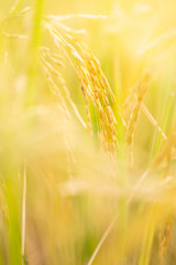 Closeup nature view of gold rice field on blurred background with copy space using as background natural plants landscape, ecology, fresh wallpaper concept.