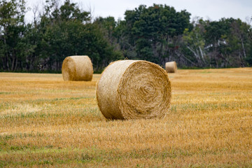 Fototapeta na wymiar Round Hay Bales on Farmer's Field on Prairie