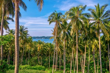 Fototapeta na wymiar A coconut plantation with dozens of palm trees, on a beautiful tropical island in the Philippines, where copra production is a major industry.