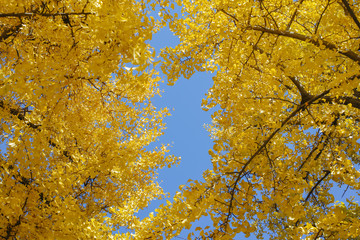 黄葉したイチョウと青空