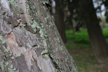 arbre écorce