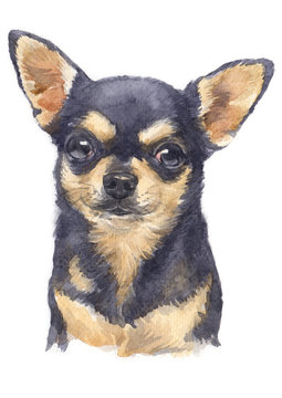 Water colour painting of Chihuahua 067