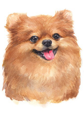 Water colour painting of Pomeranian [Puppy] 074