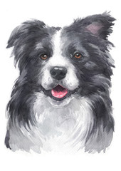Water colour painting of Border Collie 077