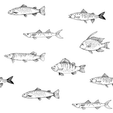 Seamless pattern fishes. Outline with transparent background. Vector illustration