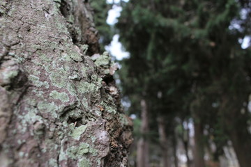 arbre isolé