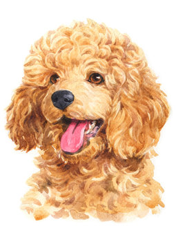 Water colour painting of Poodle 080