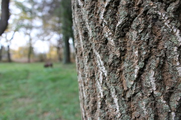 écorce d'arbre