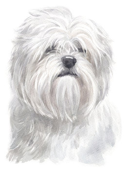 Water colour painting of Lhasa Apso 097