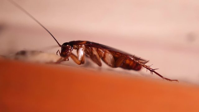 Big Cockroach Making Nest at the Kitchen. Pest Control House Hygiene Concept. 4K Macro Closeup Bug.
