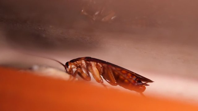 Big Cockroach Making Nest at the Kitchen. Pest Control House Hygiene Concept. 4K Macro Closeup Bug.