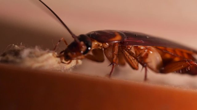 Big Cockroach Making Nest at the Kitchen. Pest Control House Hygiene Concept. 4K Macro Closeup Bug.