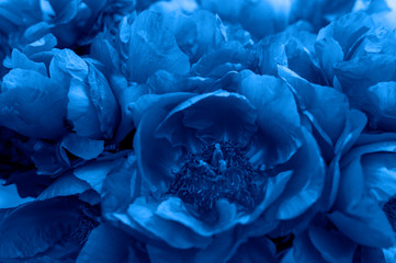 blooming peony flowers. Trend color 2020 classic blue,  background for design.