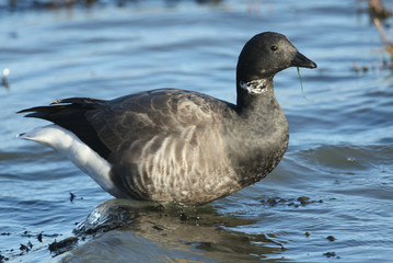 A Brent Goose (Branta bernicla) feeding on the shoreline in the sea at high tide.