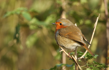 A pretty Robin (Erithacus rubecula) perched on a twig.