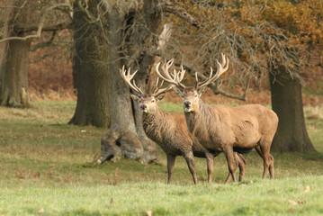 Naklejka na ściany i meble Two Red Deer Stag (Cervus elaphus) at the edge of a field during rutting season.