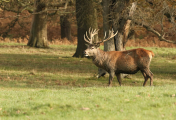 A Red Deer Stag (Cervus elaphus) at the edge of a field during rutting season.