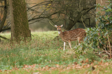 Naklejka na ściany i meble A stunning Axis Deer (Cervus axis) feeding in woodland.