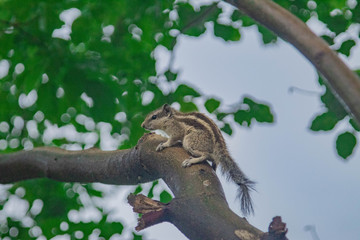 squirrel on tree