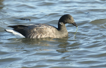 A Brent Goose (Branta bernicla) feeding on the shoreline in the sea at high tide.