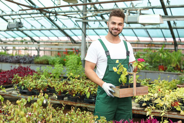 Handsome male gardener working in greenhouse