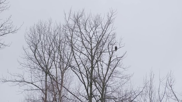 Bald eagle perched up on a tree on a cloudy day