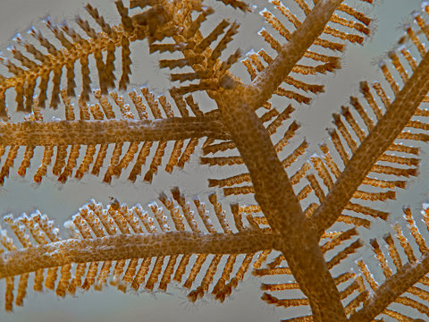 Stinging Hydrozoan, Zypressen-Nesselfarn (Aglaophenia cupressina)