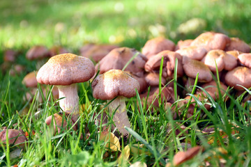 mushroom in the grass