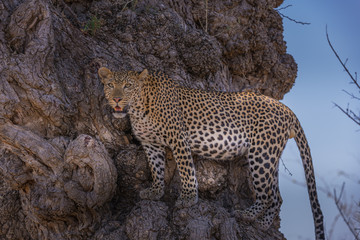 Leopard perched on edge of large tree trunk © Hans