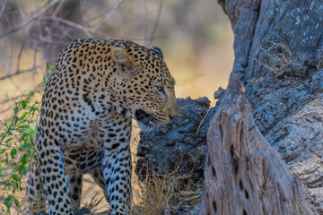Leopard walking around large tree Tanzania © Hans