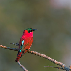Carmine bee eater