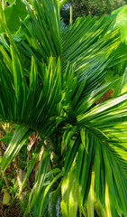 Obraz na płótnie Canvas Areca Trees, Fresh Green grass background sky, Plantation