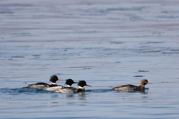 Ducks flock swimming in sea. Group of wild Goosander (Mergus merganser) males chasing female duck. Diving pochard seabirds on the move in natural habitat.