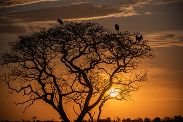 African Sunset - Tanzania-Silhouette