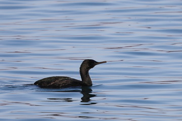 Pelagic cormorant (Phalacrocorax pelagicus), or Baird's cormorant or pelagic shag. Wild seabird swimming on calm winter sea water.
