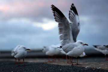 Fototapeta premium Gulls on the pier near Wynnum close to Brisbane in Queensland, Australia