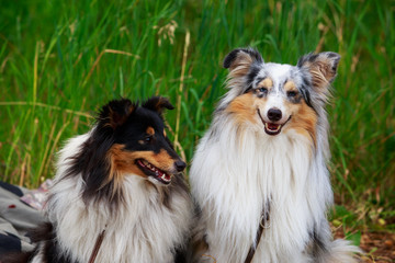 Dog breed australian shepherd