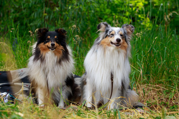 Dog breed australian shepherd
