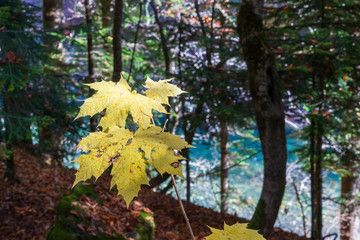 Yellow autumn leaves. Trees in the autumn forest.
