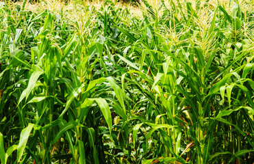 Beautiful rice fields in the morning appropriate the Backdrop, idea copy space