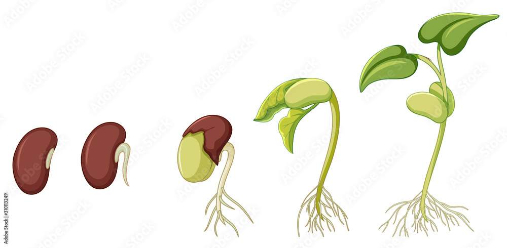 Poster Diagram showing plant growing on white background