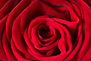 red rose texture, petals closeup
